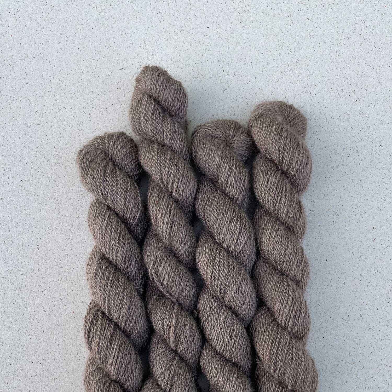 Moschusochsen